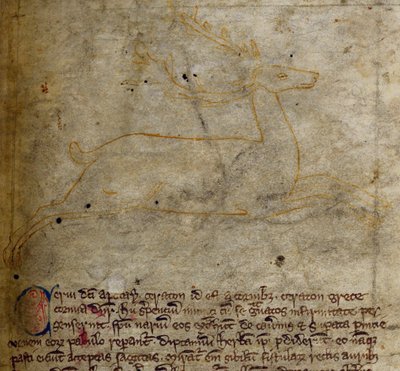 CCA-LitMs/D/10 fol. 1r Cerf, du Bestiaire - English School