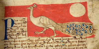 CCA-LitMs/D/10 fol. 22r Paon, du Bestiaire - English School