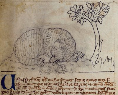 CCA-LitMs/D/10 fol. 3r Ours, du Bestiaire - English School