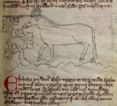 Yale, du Bestiaire - English School
