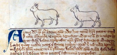 CCA-LitMs/D/10 fol. 8v Agneaux, du Bestiaire - English School