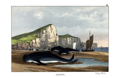Baleine pilote - English School