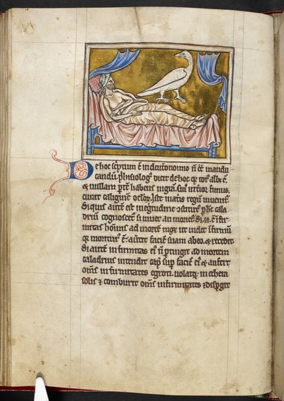 Oiseau Caladrius - Bestiaire, Royal MS 12 C XIX, f.47v - English School