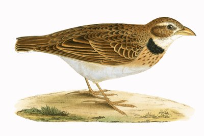 Alouette calandre, illustration de 