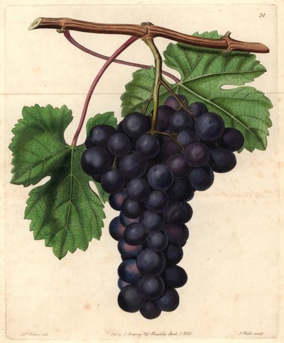 Raisin du Jardin botanique de Cambridge de John Lindley, "Pomological Magazine" - English School