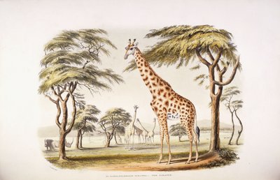 Camelopardalis Giraffa - English School