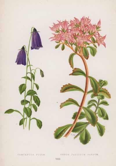 Campanula Pulla; Sedum Pallidum Roseum - English School