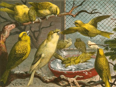 Canaris - English School