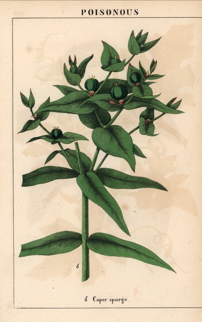 Euphorbe épurge avec graines vertes, Euphorbia lathyris, de 