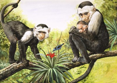 Singes capucins, illustration de "Nature