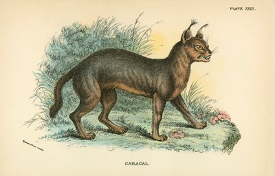 Caracal - English School
