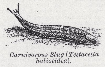 Limace carnivore, Testacella haliotidea - English School