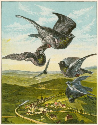 Pigeons voyageurs - English School