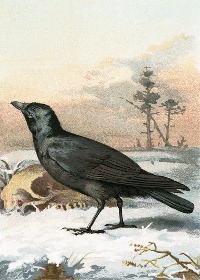 Corbeau freux - English School