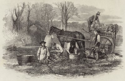Carottes pour le marché de Londres - English School