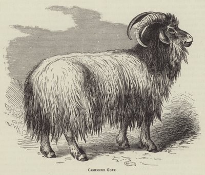 Chèvre cachemire (gravure) - English School