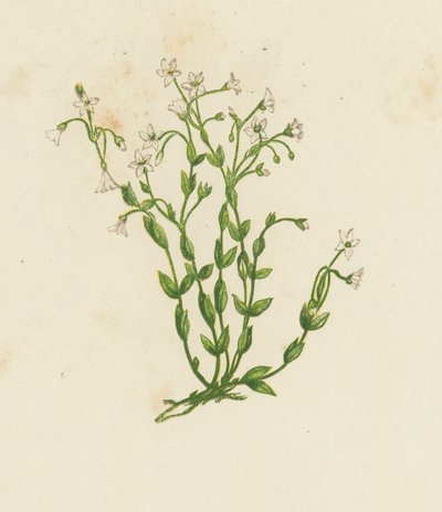 Lin cathartique, Linum Catharticum - English School