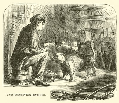 Chats recevant des rations - English School