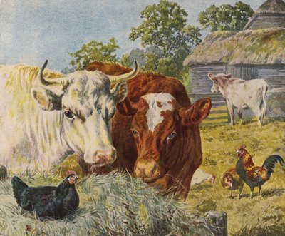 Bétail et poules - English School