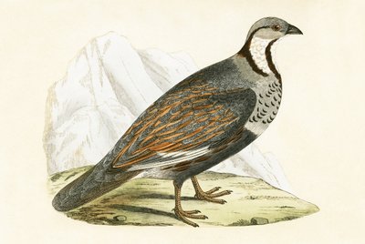 Perdrix des neiges du Caucase, illustration de 