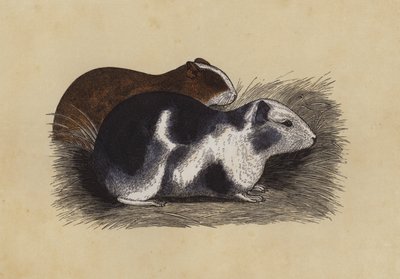 Cavy - English School