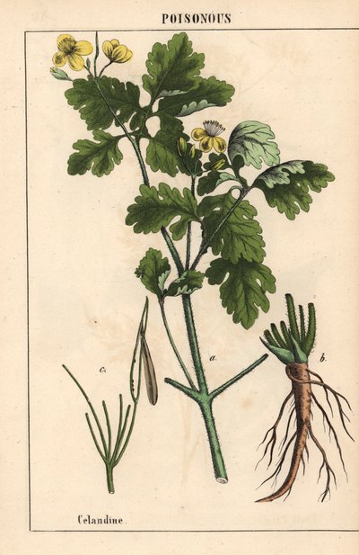 Chélidoine montrant des fleurs jaunes et des racines, de "The Instructive Picturebook, or Lessons from the Vegetable World," [Charlotte Mary Yonge], Édimbourg - English School