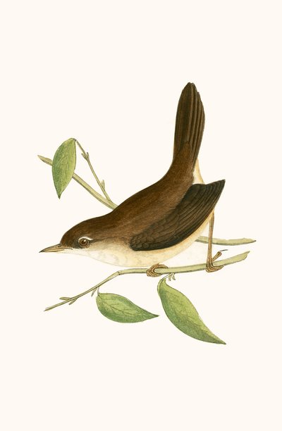 Fauvette de Cetti, illustration de 