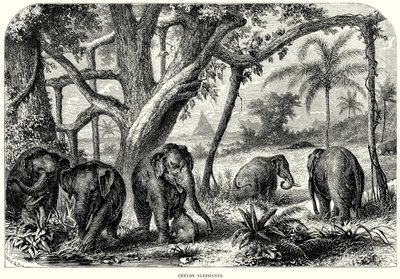 Éléphants de Ceylan (gravure) - English School