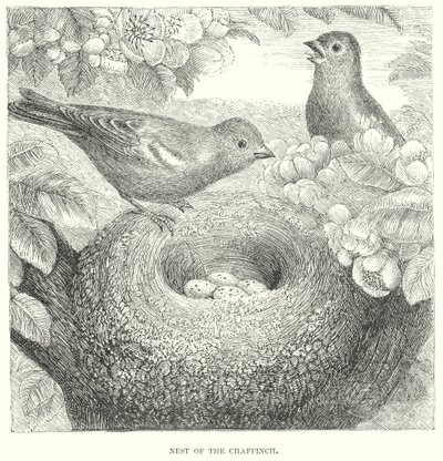 Pinson (gravure) - English School