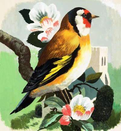 Pinson (gouache sur papier) - English School