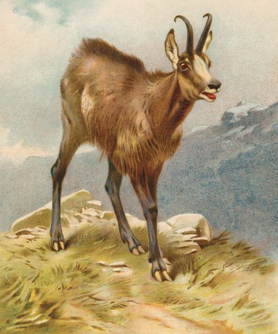 Chamois - English School