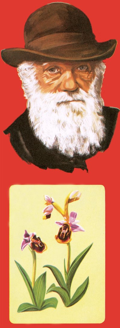 Charles Darwin - English School