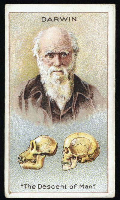 Charles Darwin, "La Descendance de l