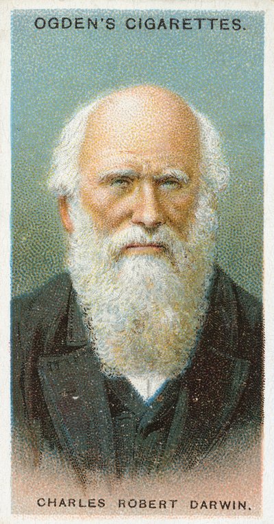 Charles Robert Darwin - English School