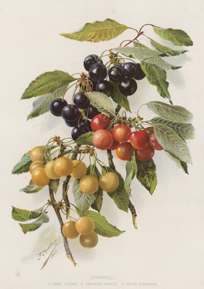 Cerises - English School