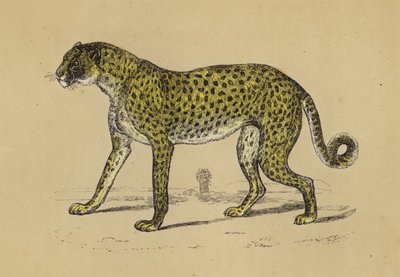 Guépard - English School