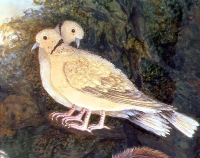 Poulet et colombes près d