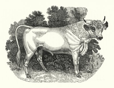 Bétail de Chillingham (gravure) - English School