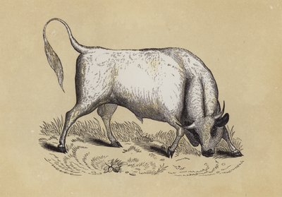 Taureau sauvage de Chillingham - English School