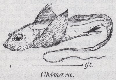 Chimère - English School
