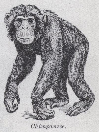 Chimpanzé - English School