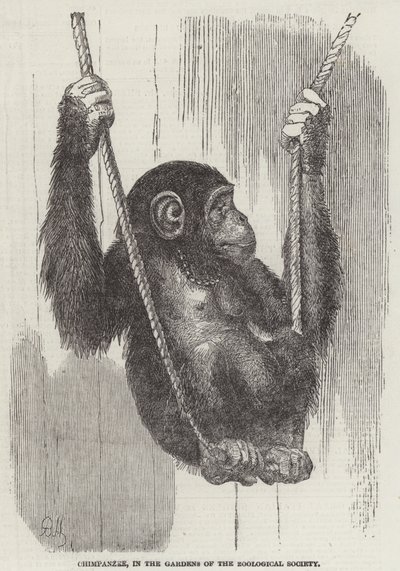Chimpanzé, dans les jardins de la Société zoologique (gravure) - English School