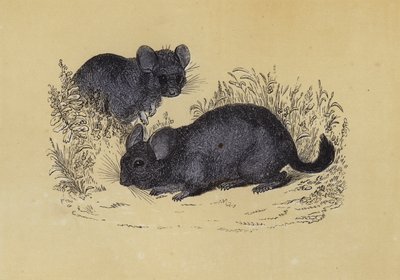 Chinchilla - English School