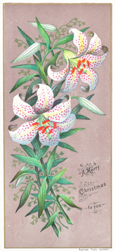 Lys de Noël, carte de Noël - English School
