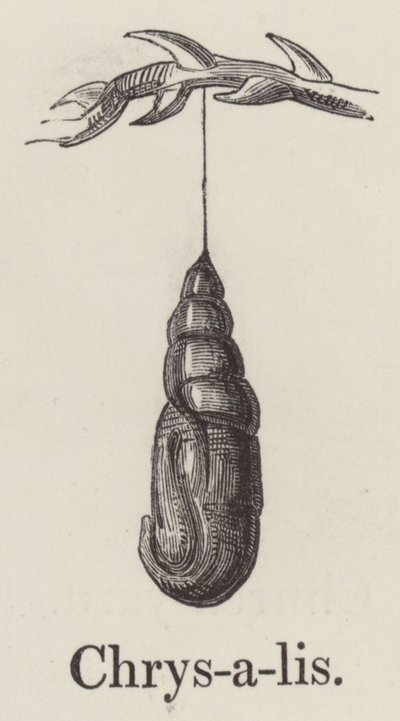 Chrysalide (gravure) - English School