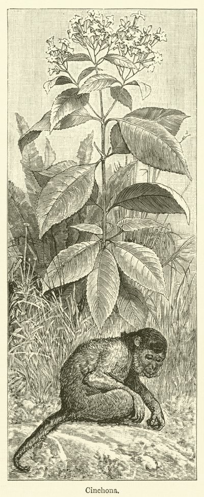 Cinchona (gravure) - English School