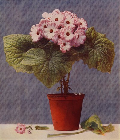 Cineraria - English School