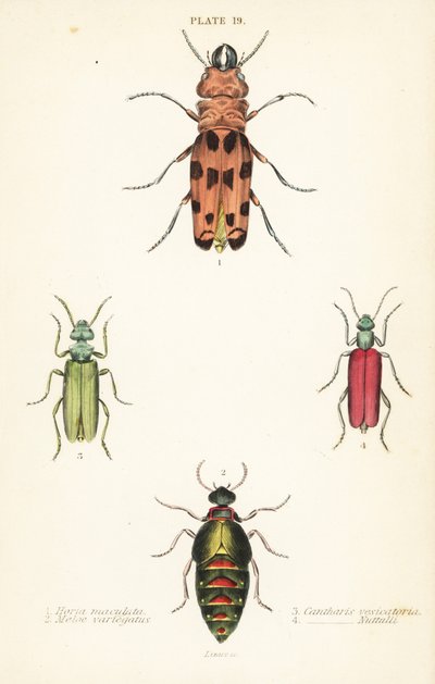 Cissites maculata 1, variegated oil beetle, Meloe variegatus 2, Spanish fly, Lytta vesicatoria 3, et Nuttall’s blister beetle, Lytta nuttalli 4 - English School
