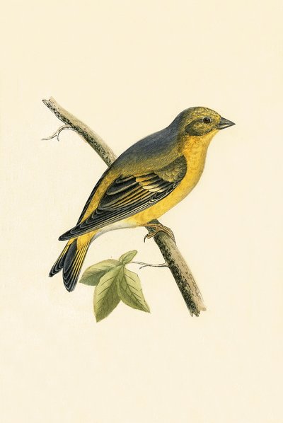 Serin cini, illustration de 