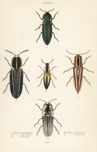 Coléoptère cliquet : Elater de phare, Pyrophorus noctilucus, Chalcolepidius porcatus, coléoptère cliqueté, Agriotes lineatus, Elater suturalis, et Semiotus distinctus - English School